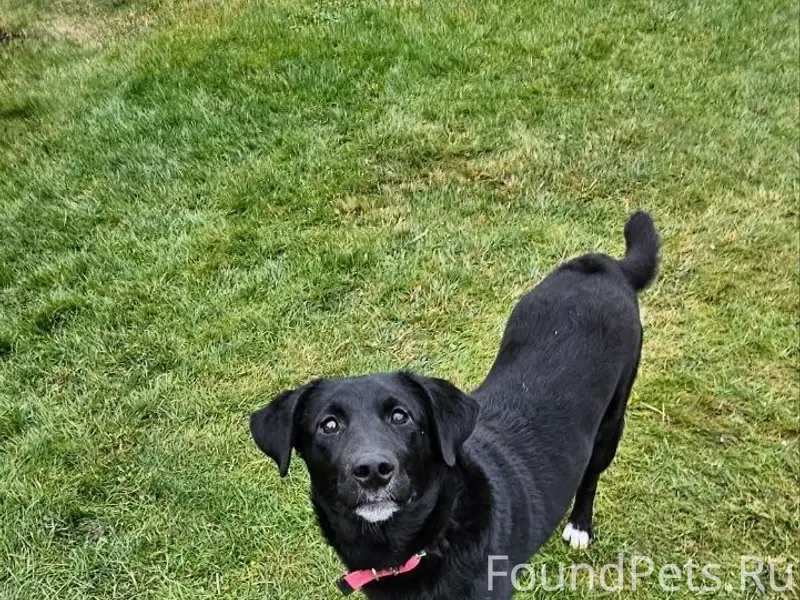 Найден метис лабрадора, район Трансмаш