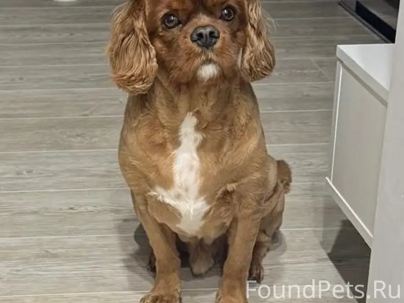 Пропал пёс Рич, плохо слышит