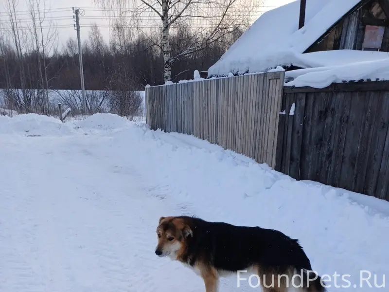 Пропал пес Рекс, ул. Комсомольская