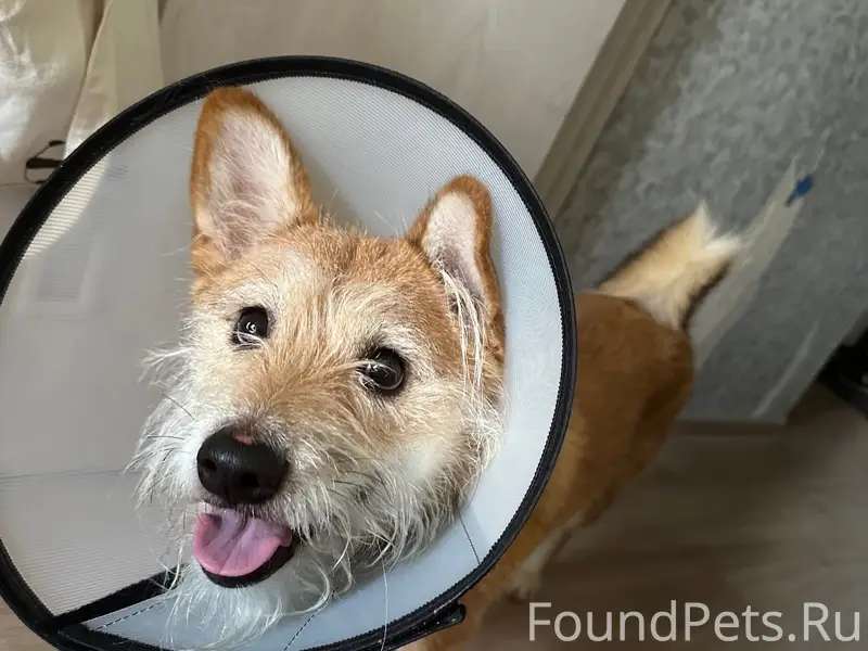 Пропал пёс Бакс, район Скуратовской улицы