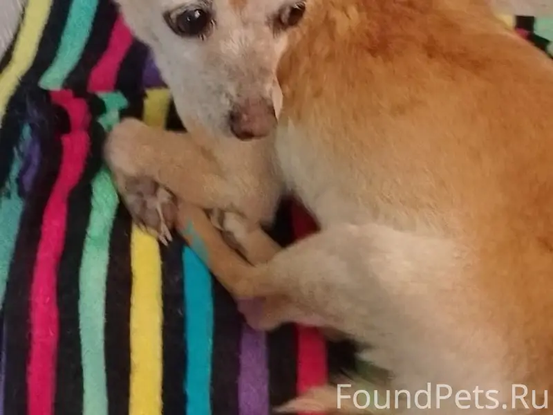 Найден тип собака, улица Менделеева