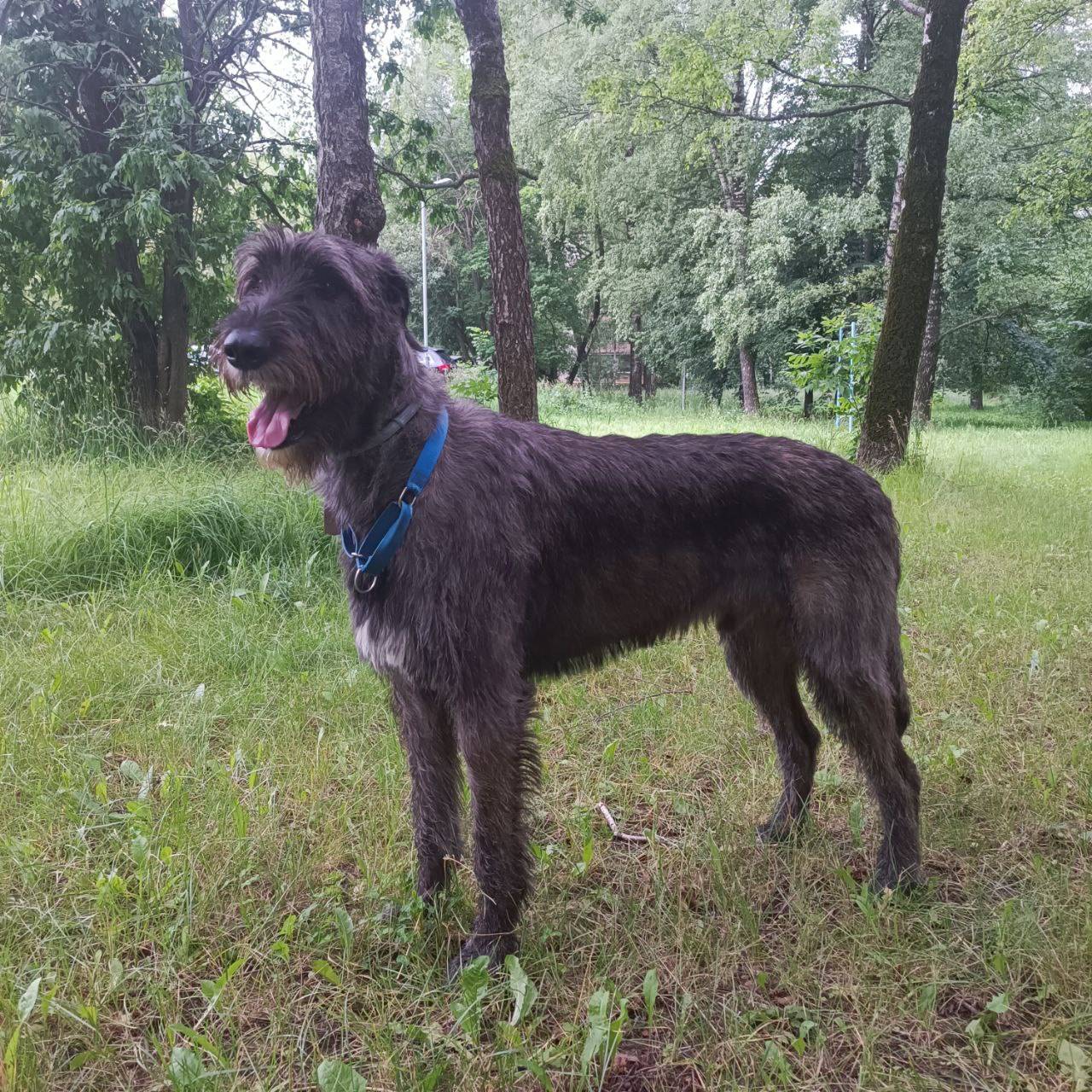 Пропал ирландский волкодав