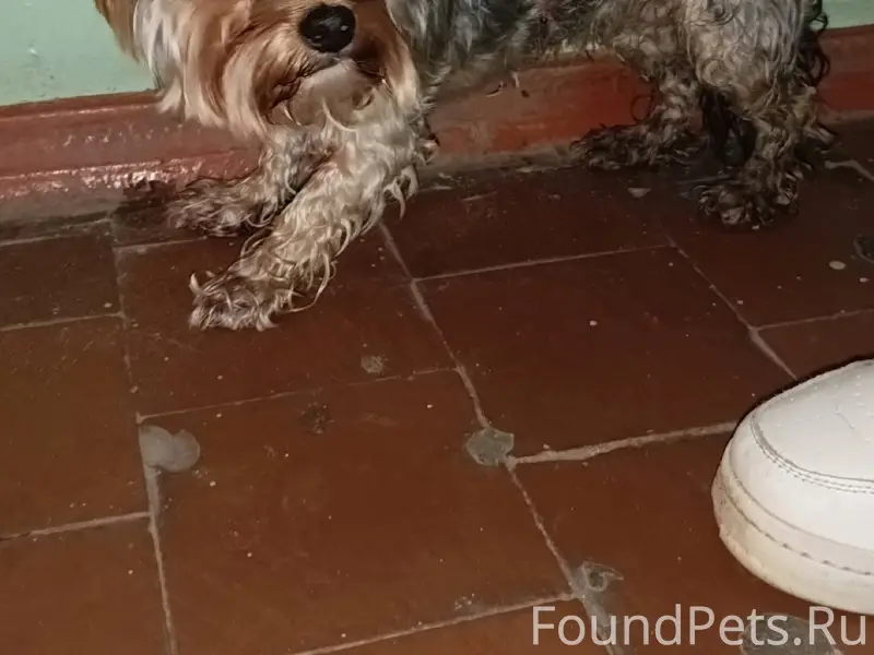 Найден йоркширский терьер, девочка, улица Брянского фронта