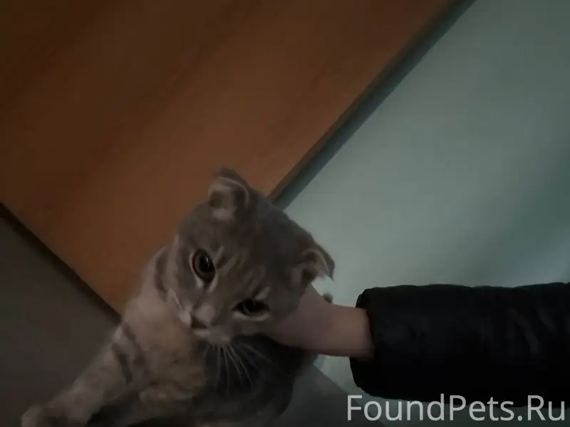 Найден кот, Золотухина (Крутые Ключи)