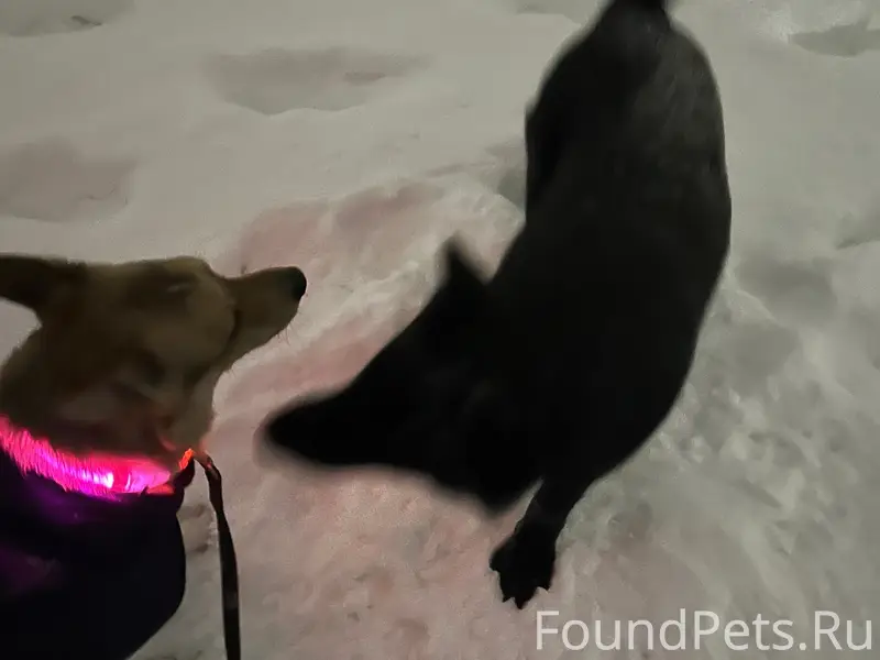 Найдена молодая черная немецкая овчарка/метис, Мария-Ра