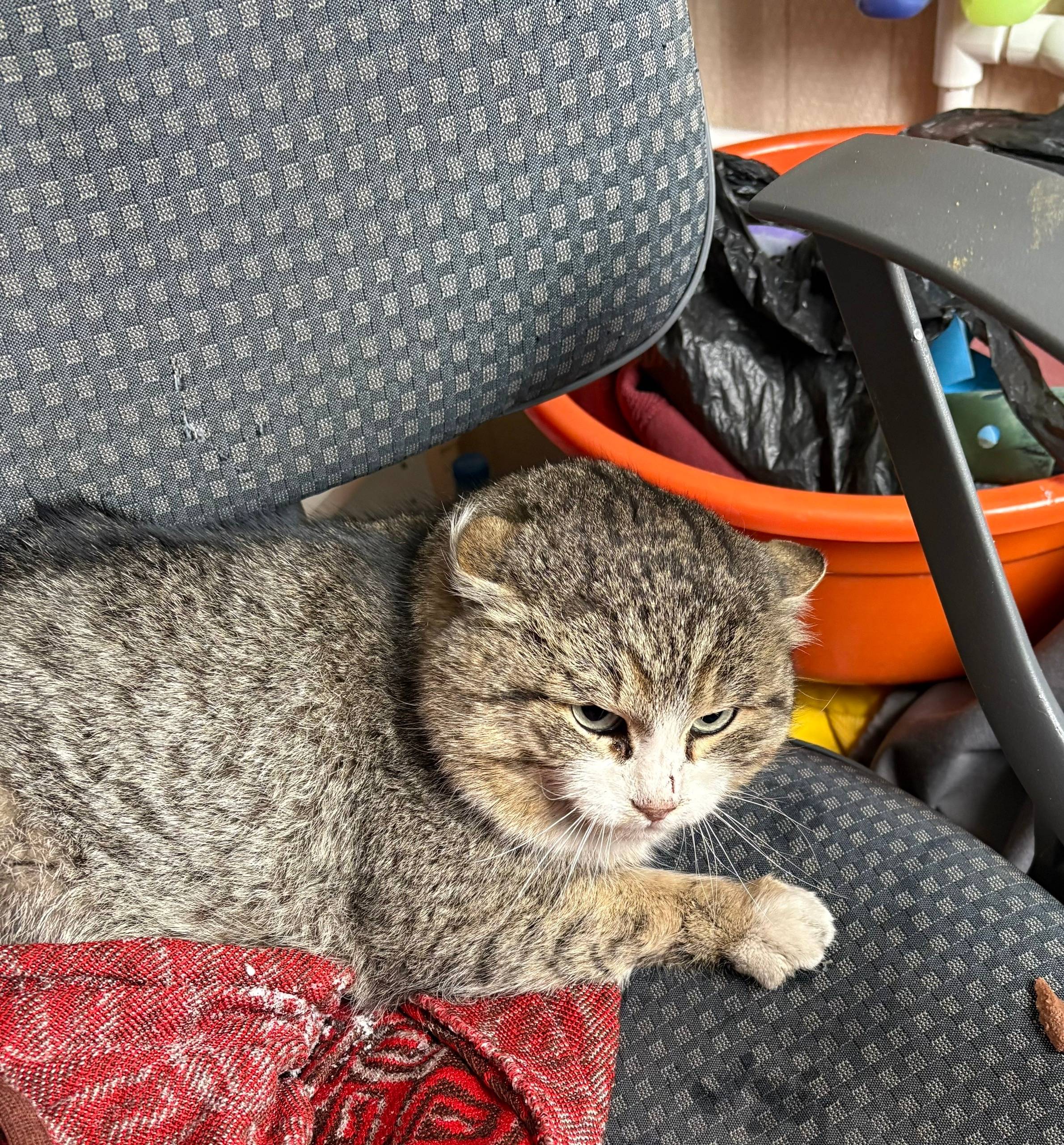 Найден кот, район телевышки, ул. Зелёная