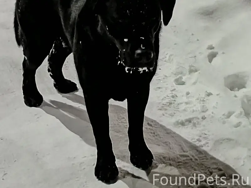Найден молодой кобель, Комсомольский парк