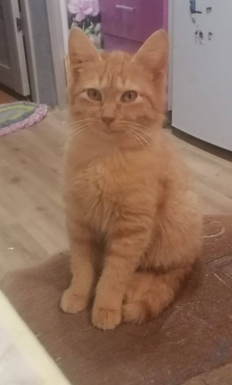 Пропал котёнок, улица Ермака