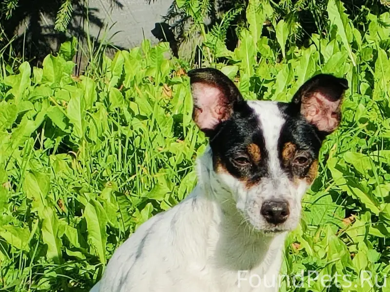 Пропала собака Майла, микрорайон Дав. 2