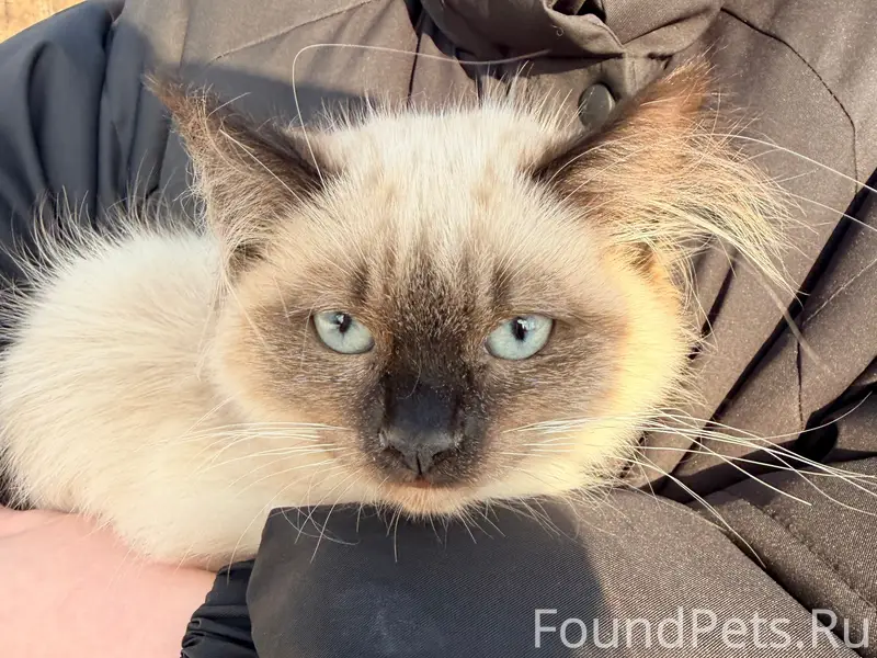 Найдена кошка, Д. Новое