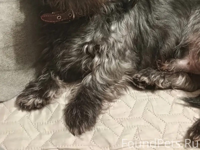 Пропал пёс, Мира