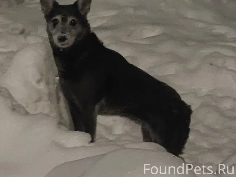 Найдена небольшая собака, Мира