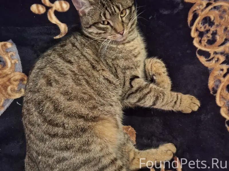 Пропал кот Фёдор, улица Партизанская