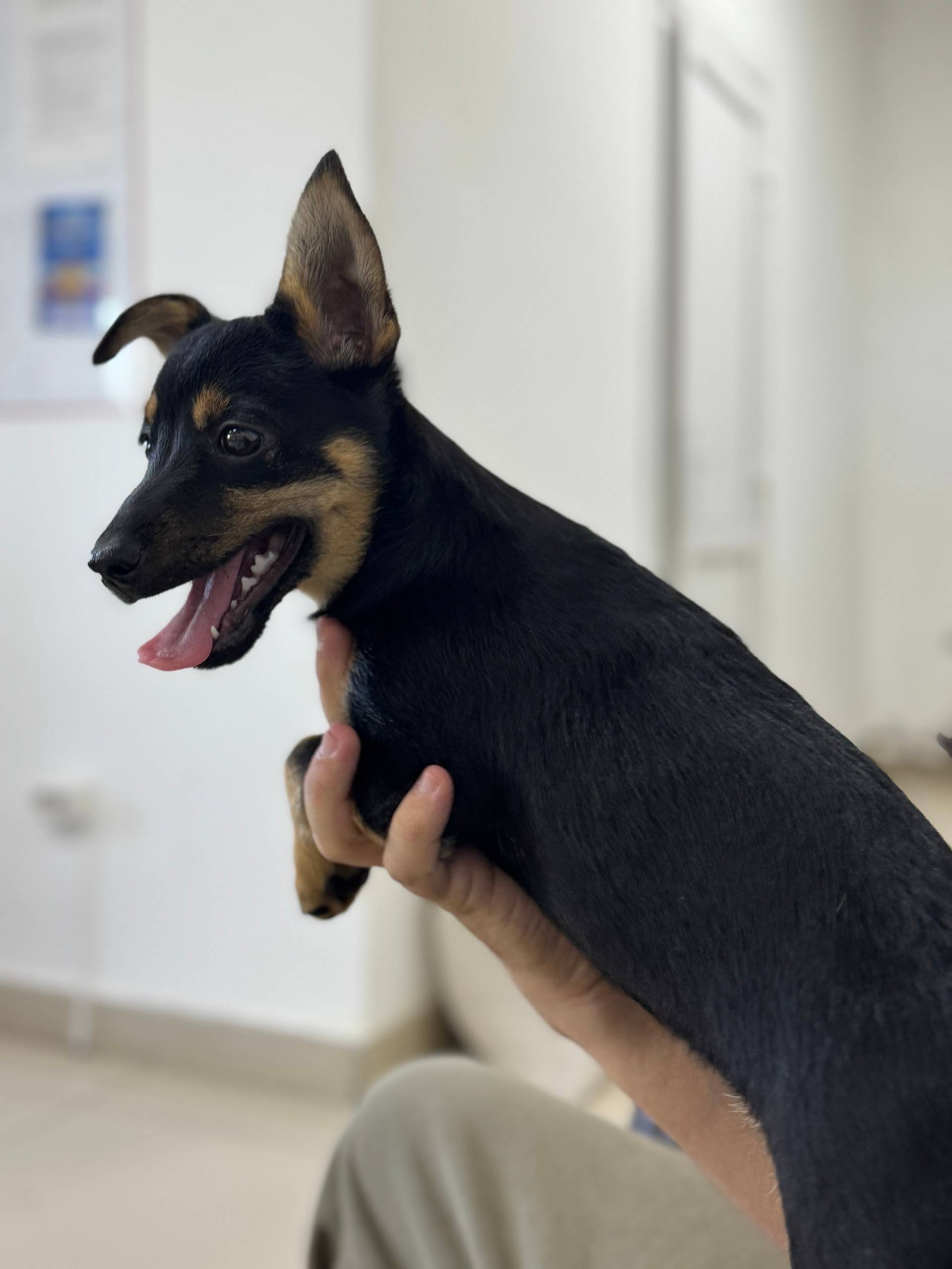 Пропал пёс Густав, Майма