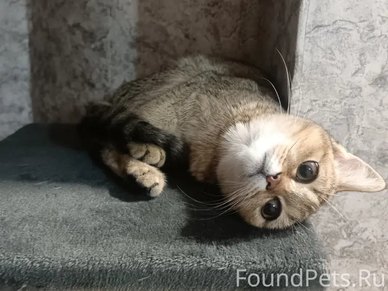 Пропала кошка, 163 квартал