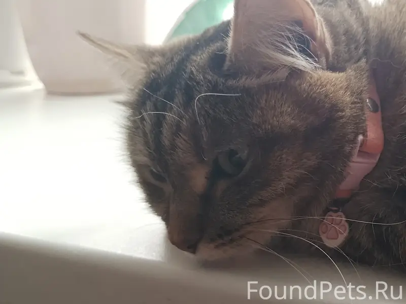 Найдена кошка, возле Максима Горького 11