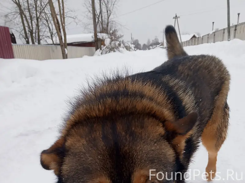 Найден пёс, Вычегодский, Шанхай
