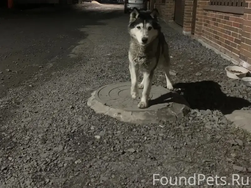 Найден хаски, х. Красный Крым, Ростов-на-Дону