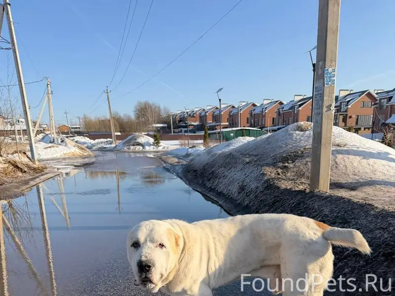 Найден алабай, ошейник, Химки, Сходня, Фирсановка