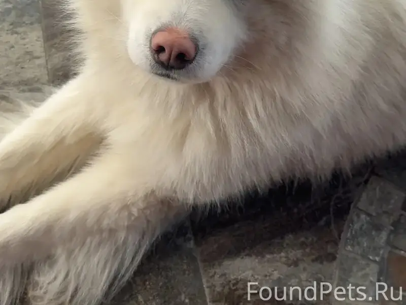 Пропал самоед Лео