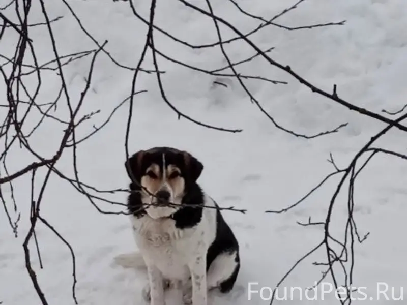 Пропал пёс Арчи