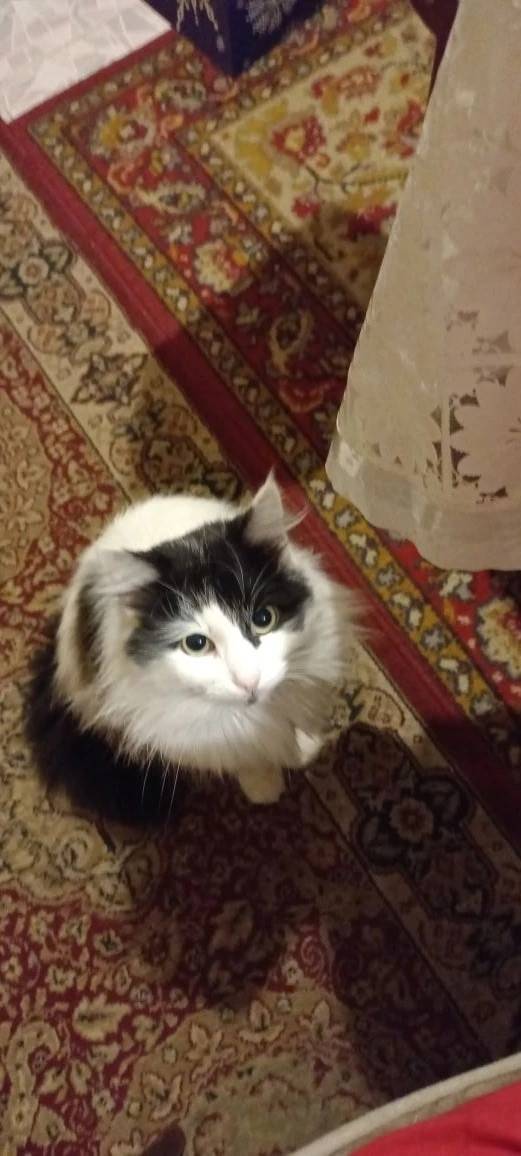 Пропал кот Тишка, район Ново-Сафронова