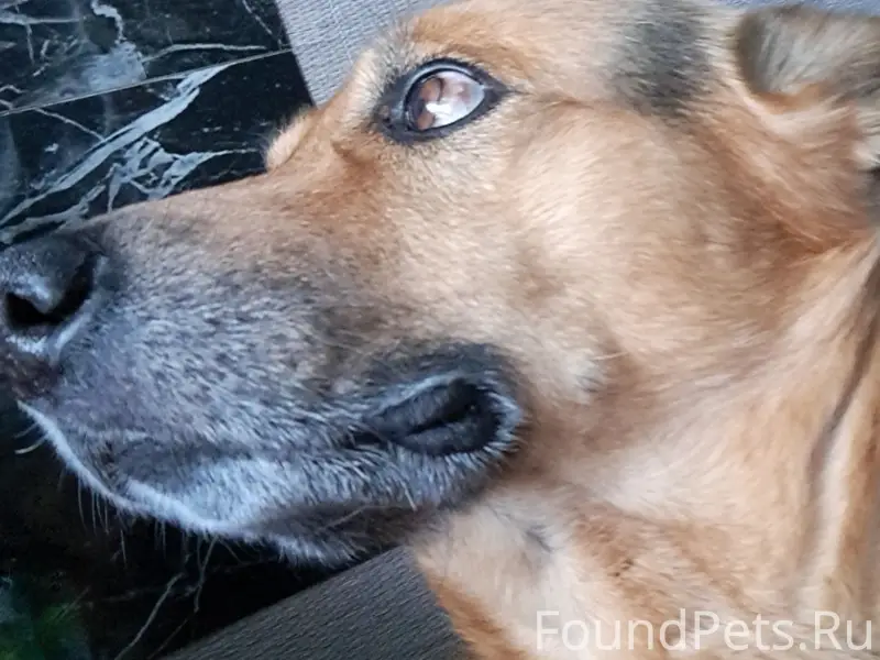 Пропал пёс, улица Депо, Новомосковск