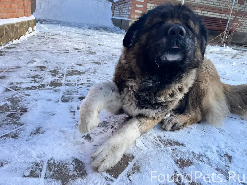 Пропала кавказская овчарка Герда, район Нового вокзала