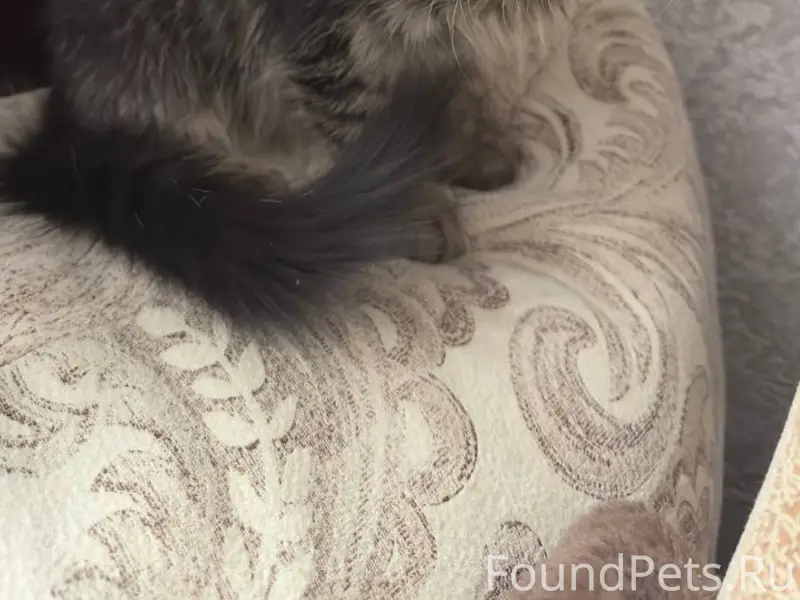 Пропала кошка Буся, район Юрия Гагарина 5