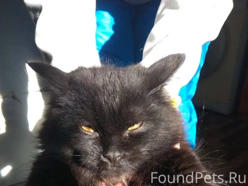 Найден чёрный котёнок, Пролетарская улица