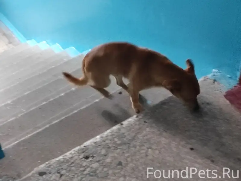 Пропала собака, Заволжье