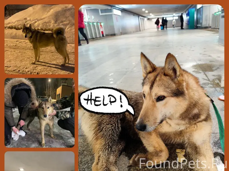 Найденна собака предположительно Лайка, Реутов