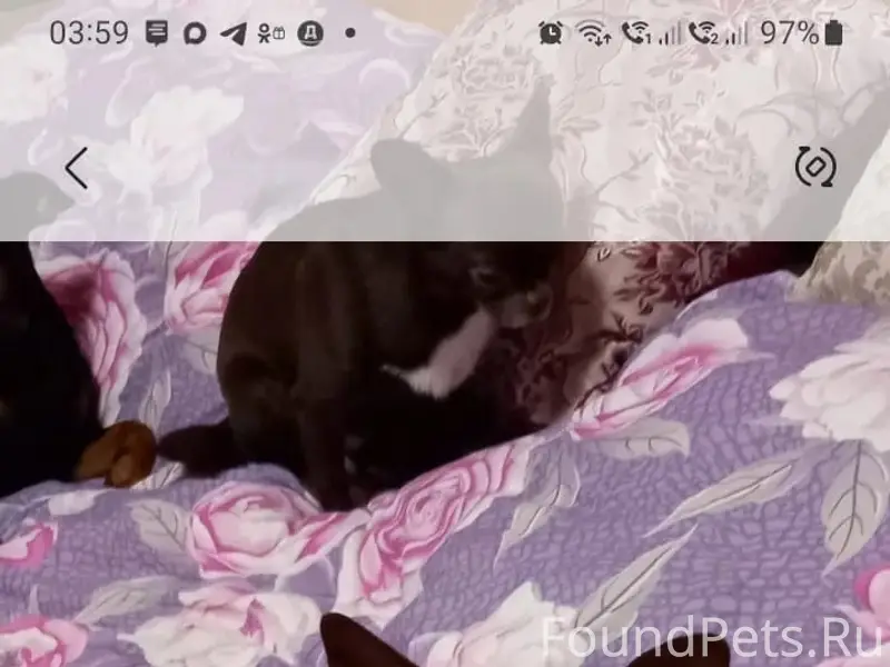 Пропал цверкпинчер, деревня Богородское