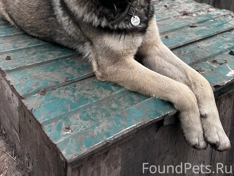 Пропал пёс Рекс, Западный, сады Оргсинтез