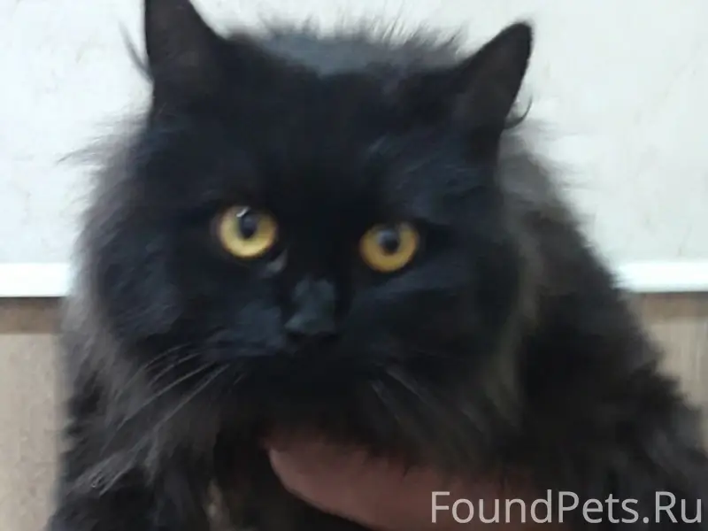 Найдена норвежская лесная Черничка, Воскресенск