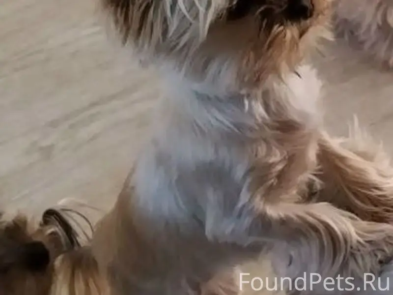 Пропала собака, светлозолотистая, Октябрьский проезд