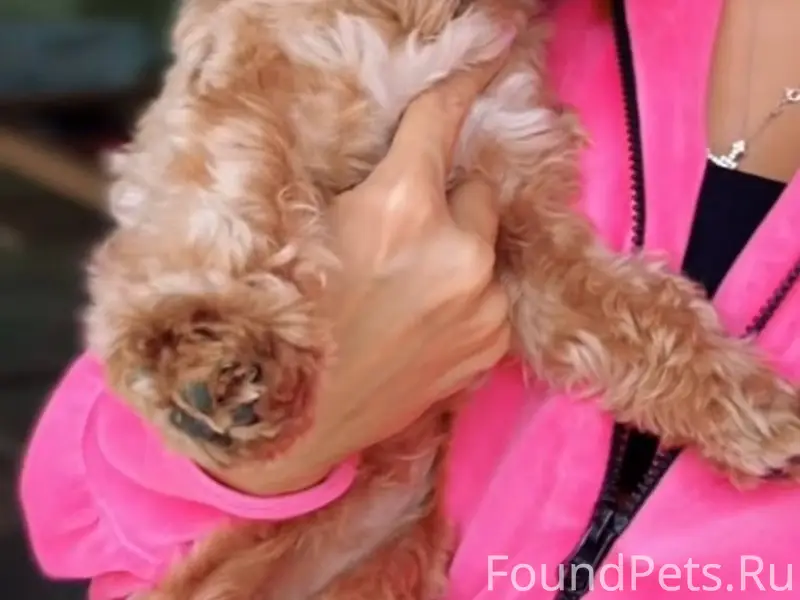 Пропала собака Ляля, улица Ростовская