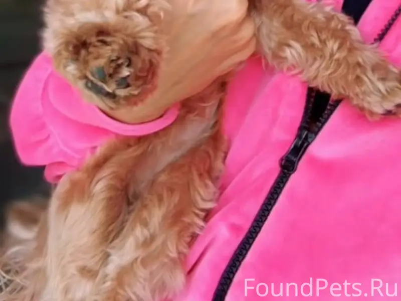 Пропала собака Ляля, улица Ростовская