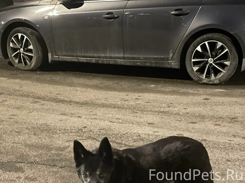 Найден пёс, улица Добровольцев