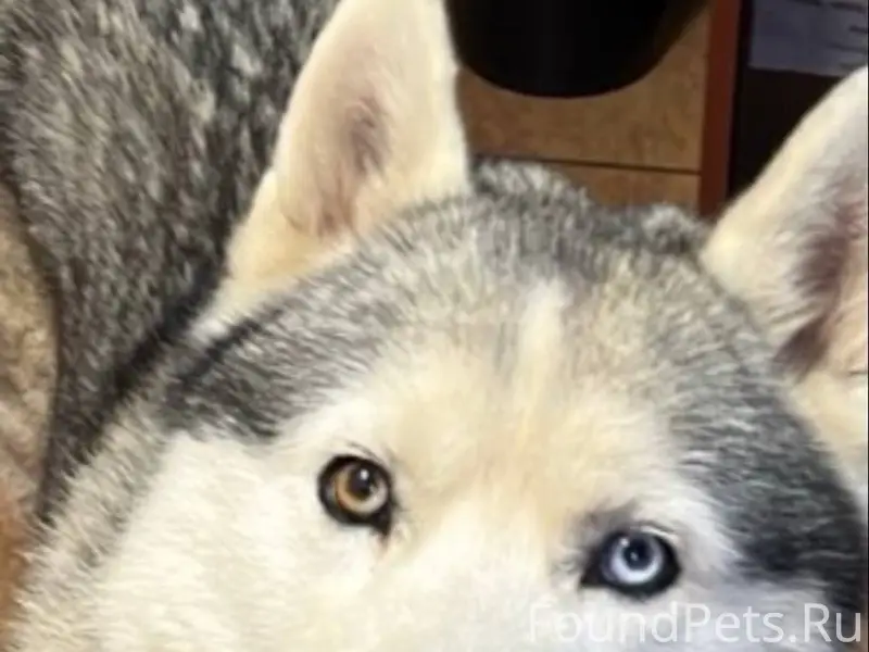 Пропала хаски Ералаш, Мо, Бронницы