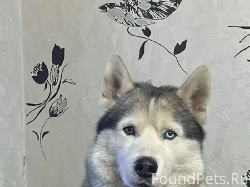 Пропал Хаски Ералаш, Бронницы