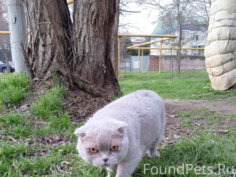 Пропала британская вислоухая, около второй школы