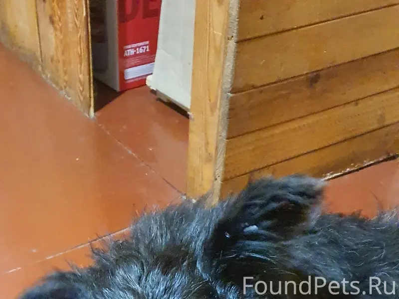 Пропала длинношёрстная собака Арси, г. Десногорск