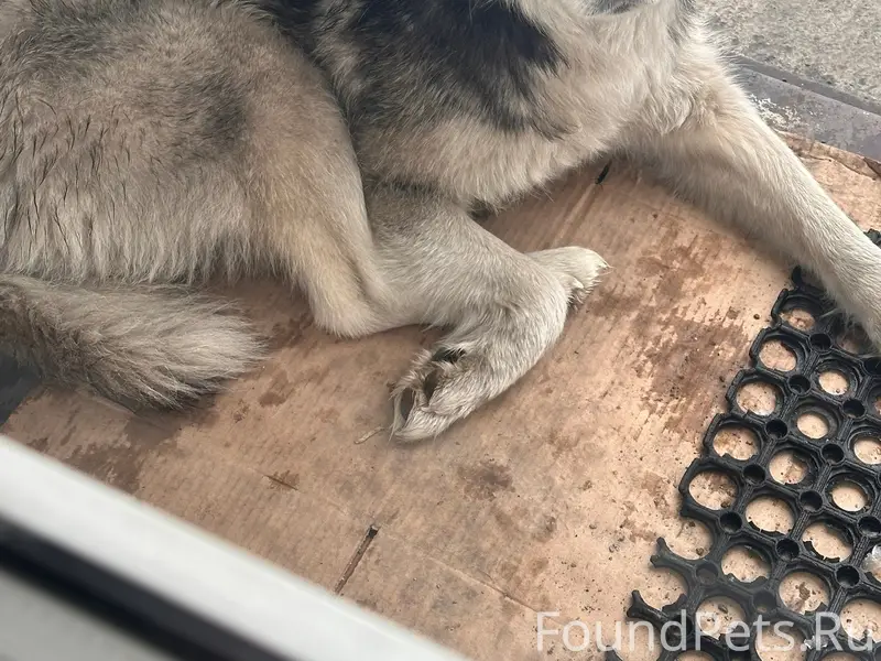 Найден пёс, Нижний Кандалеп