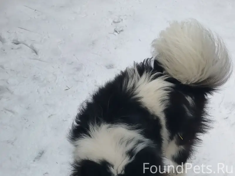 Пропала щенок