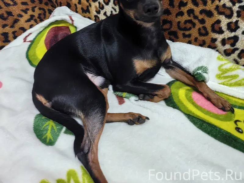 Найден кобель, Петрищева