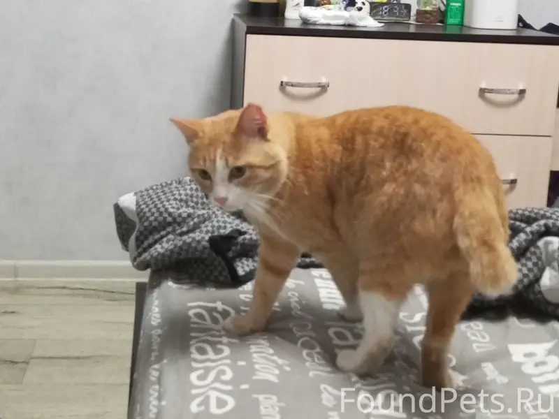 Пропал рыжий кот Персик, Вятские Поляны