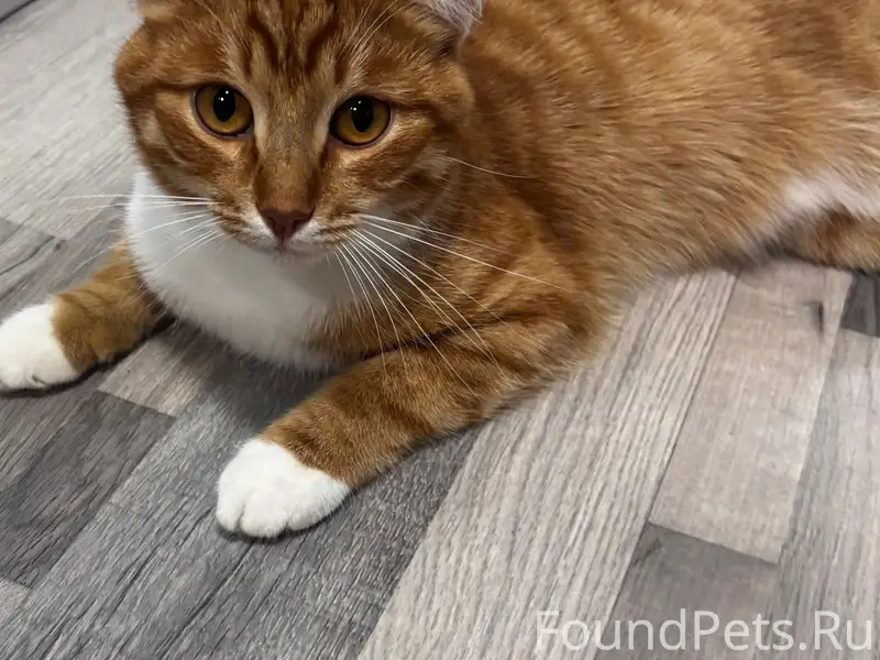 Пропал кот Марсель, Коптелово