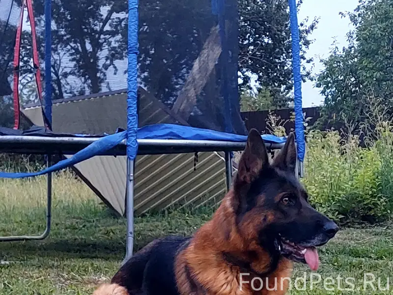 Пропала немецкая овчарка Долли, Горшиха