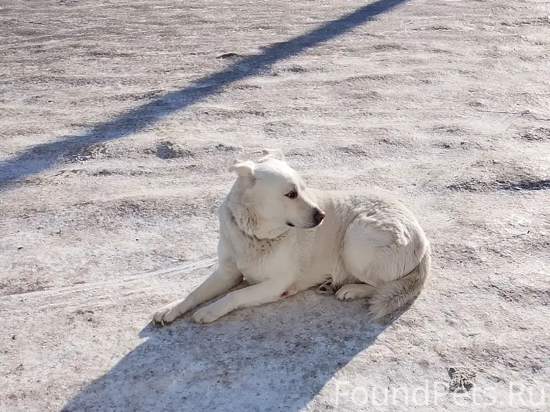 Найден тип собака, Гортеатр
